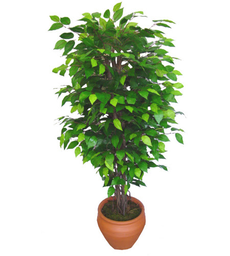 Ficus Benjamin 1,50 cm   zmir Karyaka anneler gn iek yolla 