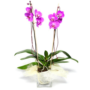  zmir Bergama iek sat  Cam yada mika vazo ierisinde  1 kk orkide