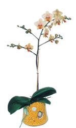  zmir Gaziemir online iek gnderme sipari  Phalaenopsis Orkide ithal kalite