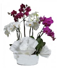 4 dal mor orkide 2 dal beyaz orkide  zmir Karyaka anneler gn iek yolla 