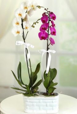 1 mor 1 dal beyaz thal orkide sepet ierisinde  zmir Bornova iek maazas , ieki adresleri 