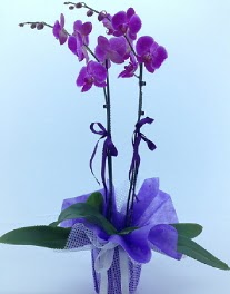 2 dall mor orkide  zmir Kiraz kaliteli taze ve ucuz iekler 