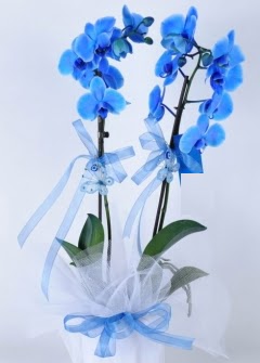 2 dall mavi orkide  zmir ili internetten iek sat 