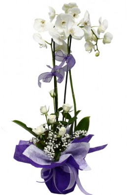 2 dall beyaz orkide 5 adet beyaz gl  zmir eme ieki maazas 
