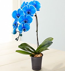 1 dall sper esiz mavi orkide  zmir Bornova iek maazas , ieki adresleri 