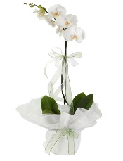 1 dal beyaz orkide iei  zmir Foa iek siparii vermek 