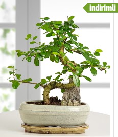S eklinde ithal gerek bonsai japon aac  zmir ili internetten iek sat 
