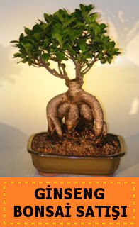 Ginseng bonsai sat japon aac  zmir Gzelbahe cicek , cicekci 
