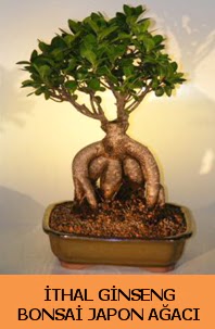 thal japon aac ginseng bonsai sat  zmir Bornova nternetten iek siparii 