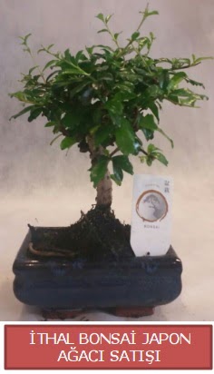 thal kk boy minyatr bonsai aa bitkisi  zmir Bayrakl ieki telefonlar 