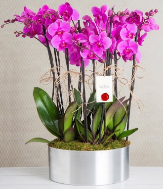11 dall mor orkide metal vazoda  zmir Aliaa iek gnderme sitemiz gvenlidir 
