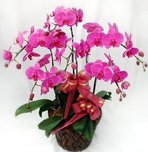Sepet ierisinde 5 dall lila orkide  zmir Bornova ucuz iek gnder 