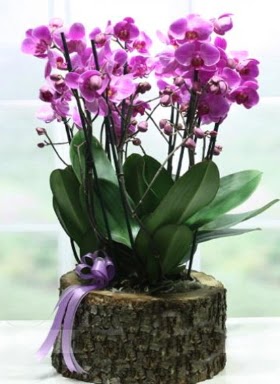 Ktk ierisinde 6 dall mor orkide  zmir Bornova ucuz iek gnder 