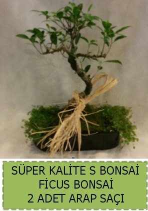 Ficus S Bonsai ve arap sa  zmir Bayrakl ieki telefonlar 
