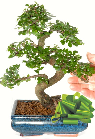 Yaklak 25 cm boyutlarnda S bonsai  zmir Bornova iek siparii sitesi 