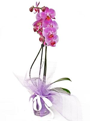  zmir Karyaka anneler gn iek yolla  Kaliteli ithal saksida orkide