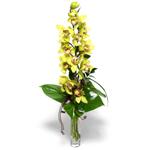  zmir Bornova nternetten iek siparii  cam vazo ierisinde tek dal canli orkide