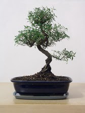 ithal bonsai saksi iegi  zmir Foa iek siparii vermek 