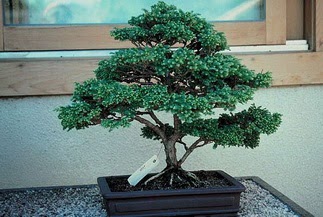 ithal bonsai saksi iegi  zmir Karaburun 14 ubat sevgililer gn iek 