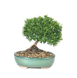ithal bonsai saksi iegi  zmir Karabalar cicekciler , cicek siparisi 
