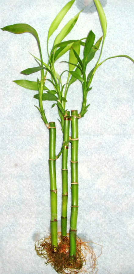 Lucky Bamboo 3 adet vazo hediye edilir   zmir Gzelbahe cicek , cicekci 