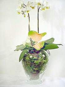  zmir Bergama iek sat  Cam yada mika vazoda zel orkideler