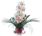  zmir Bornova iek siparii sitesi  Dal orkide ithal iyi kalite