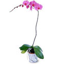  zmir Karabalar cicekciler , cicek siparisi  Orkide ithal kaliteli orkide 