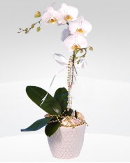 1 dall orkide saks iei  zmir Menemen online ieki , iek siparii 