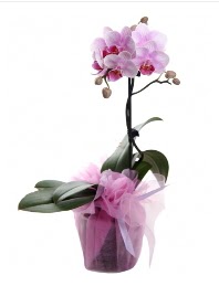 1 dal pembe orkide saks iei  zmir Kiraz kaliteli taze ve ucuz iekler 