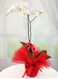 1 dal beyaz orkide saks iei  zmir Menderes yurtii ve yurtd iek siparii 