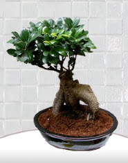 saks iei japon aac bonsai  zmir Kiraz kaliteli taze ve ucuz iekler 