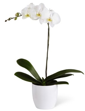 1 dall beyaz orkide  zmir Karaburun 14 ubat sevgililer gn iek 
