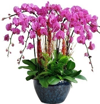 9 dall mor orkide  zmir Karaburun 14 ubat sevgililer gn iek 