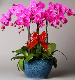 7 dall mor orkide  zmir Kemalpaa iek online iek siparii 