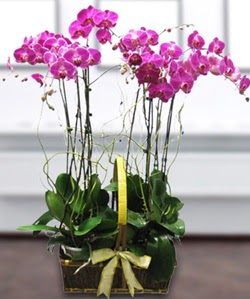 4 dall mor orkide  zmir Konak gvenli kaliteli hzl iek 