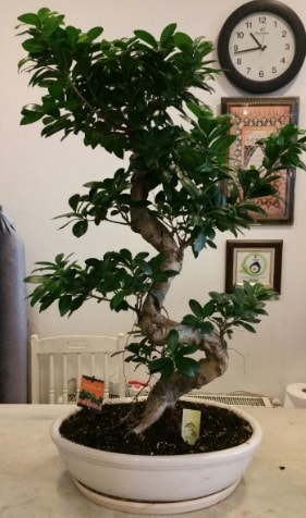 100 cm yksekliinde dev bonsai japon aac  zmir Bornova nternetten iek siparii 