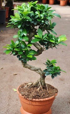 Orta boy bonsai saks bitkisi  zmir Bornova internetten iek siparii 