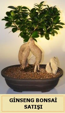 thal Ginseng bonsai sat japon aac  zmir Bornova iek siparii sitesi 