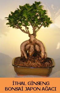 thal japon aac ginseng bonsai sat  zmir Bornova nternetten iek siparii 