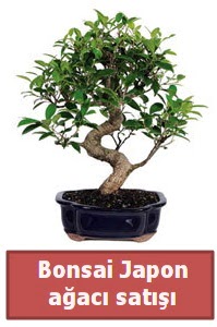 Japon aac bonsai sat  zmir Bornova iek siparii sitesi 