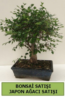 Minyatr bonsai japon aac sat  zmir Aliaa iek gnderme sitemiz gvenlidir 
