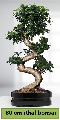 80 cm zel saksda bonsai bitkisi  zmir Bayrakl ieki telefonlar 