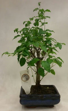 Minyatr bonsai japon aac sat  zmir Bayrakl ieki telefonlar 