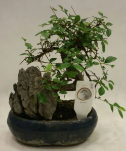 thal 1.ci kalite bonsai japon aac  zmir Bergama iek sat 