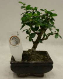 Kk minyatr bonsai japon aac  zmir Bayndr iek gnderme 