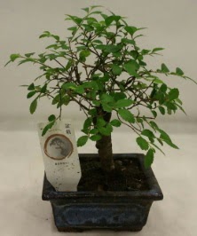 Minyatr ithal japon aac bonsai bitkisi  zmir Bergama iek sat 