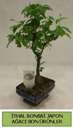 thal bonsai japon aac bitkisi  zmir Bornova hediye sevgilime hediye iek 