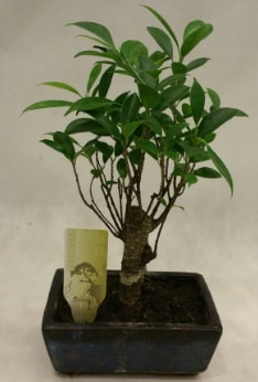Japon aac bonsai bitkisi sat  zmir Bayrakl ieki telefonlar 