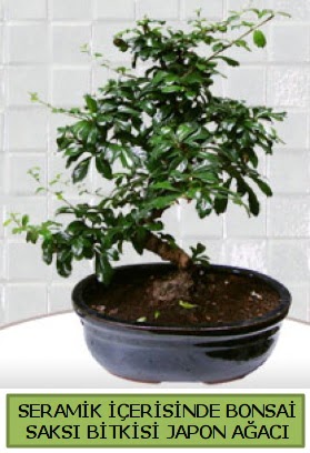 Seramik vazoda bonsai japon aac bitkisi  zmir Bornova iek siparii sitesi 